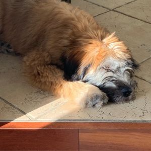 Meet your Posher, Annie